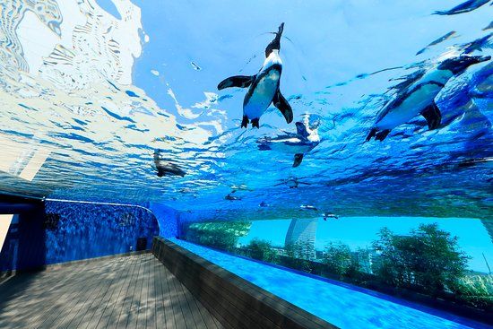 サンシャイン水族館